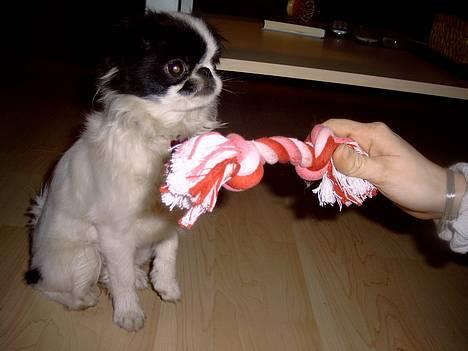 Japanese Tøsen - Mor siger det er hendes...... kan godt være lydig når det virkelig gælder.. billede 10