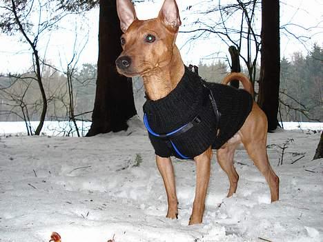Dvaergpinscher Chico billede 20