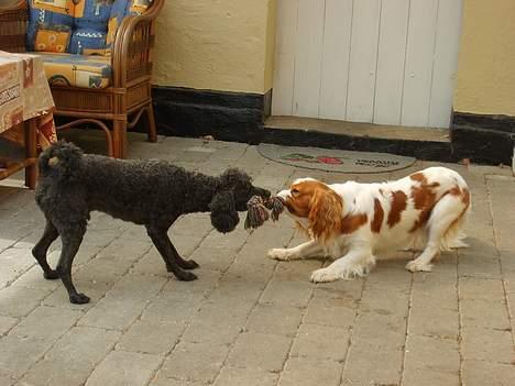 Cavalier king charles spaniel Gizmo - Min store bror og mig trækker tov billede 2