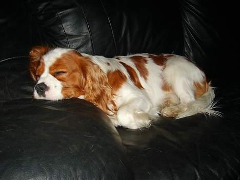 Cavalier king charles spaniel Gizmo - ja man kan jo blive træt billede 3
