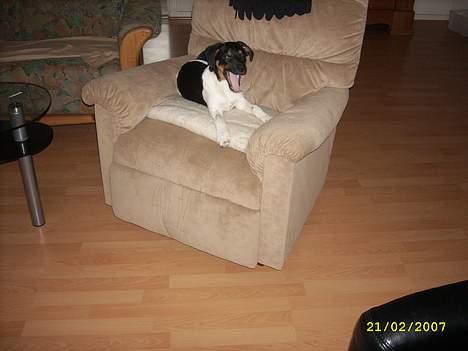 Blanding af racer Strit - Her er Bølle d.2. igen, han har taget min stol billede 7