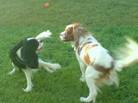Cavalier king charles spaniel Gizmo - Mig og min "fætter" leger. billede 4