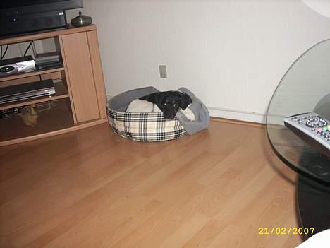 Blanding af racer Strit - må lige prøve en anden kurv også billede 8