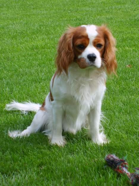 Cavalier king charles spaniel Gizmo - Jeg venter spændt på der er nogen der vil lege.  billede 5