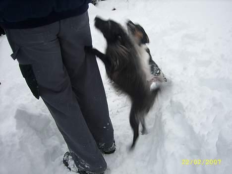 Blanding af racer Strit - Bølle og mig i sneen billede 9