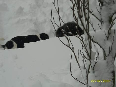 Blanding af racer Strit - Vi er næsten væk i al den sne, men det er dejligt billede 10