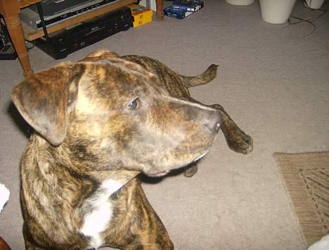 Amerikansk staffordshire terrier Qastro *R.I.P* - NYT!! Her er han ca år.  billede 13