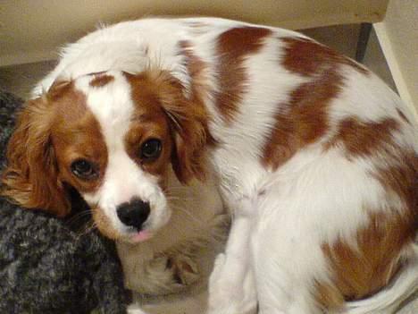 Cavalier king charles spaniel Gizmo - Ja jeg har ikke gjort noget.. billede 6