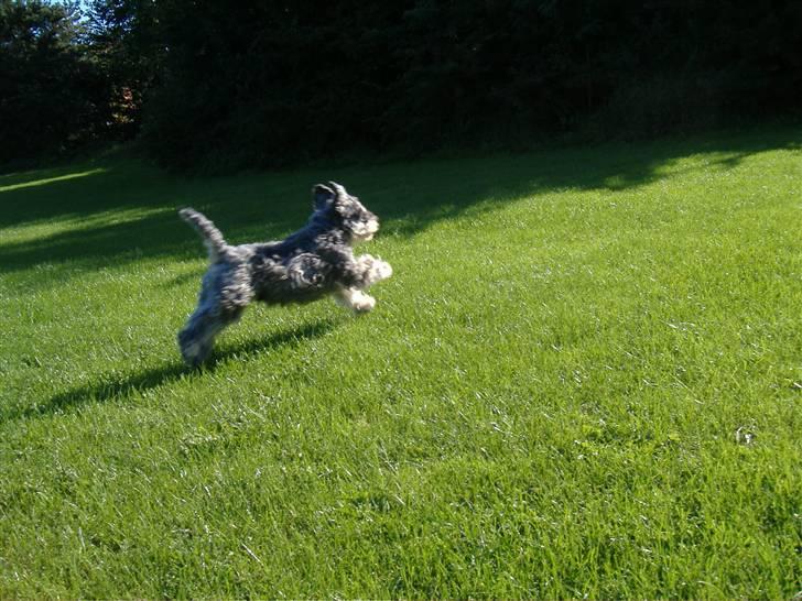 Dvaergschnauzer Thorkild - får lige strukket benene!! billede 8