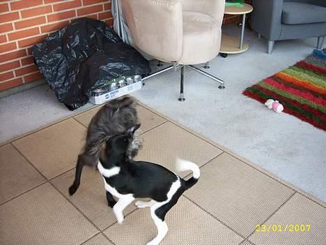 Blanding af racer Strit - Det er dejligt med en legekammerat billede 11