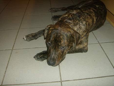 Amerikansk staffordshire terrier Qastro *R.I.P* billede 14