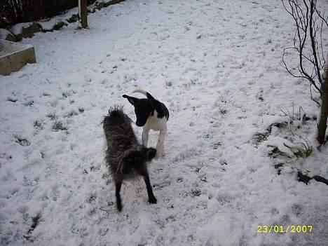 Blanding af racer Strit - Her leger vi igen  -  igen billede 12