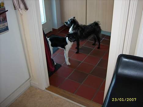 Blanding af racer Strit - mon der kommer nogen? billede 13