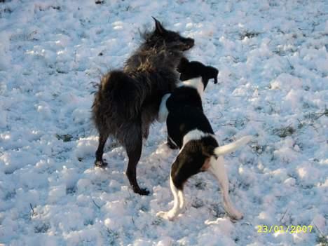 Blanding af racer Strit - Han er nu en "spøjs" fyr billede 14
