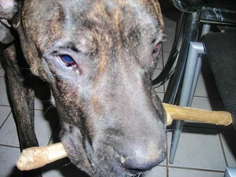 Dogo canario Capone *R.I.P 2009* billede 7