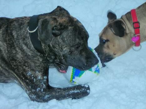 Dogo canario Capone *R.I.P 2009* billede 8