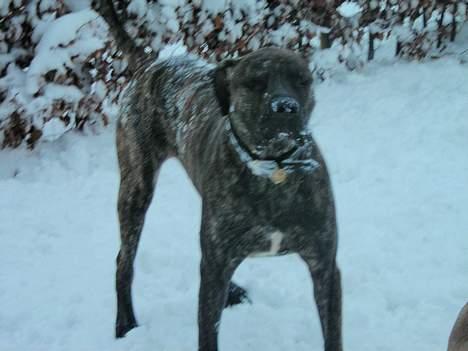 Dogo canario Capone *R.I.P 2009* billede 9