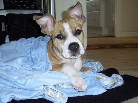 Amerikansk staffordshire terrier Xena - Mit første bad, puha det var vådt. billede 2