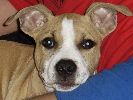 Amerikansk staffordshire terrier Xena billede 3