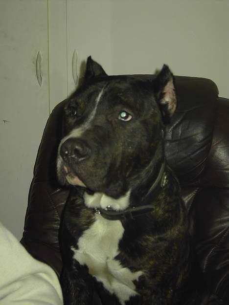 Cane corso obelix billede 1