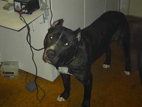 Cane corso obelix billede 2