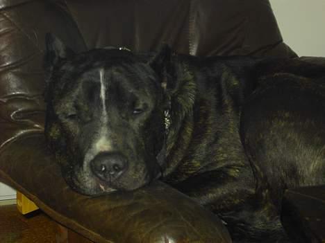 Cane corso obelix - lad vær far jeg gider ikke jeg sover billede 3