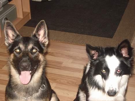 Schæferhund Atika - Dette er min gode ven Auri  billede 6