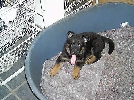 Schæferhund Atika - Dette er min bror tintin billede 7