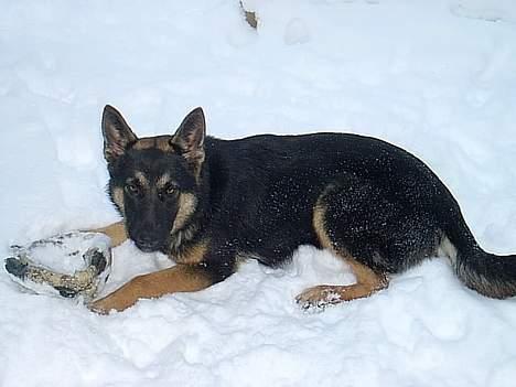 Schæferhund Atika - Det er dejligt at lege i sneen billede 8