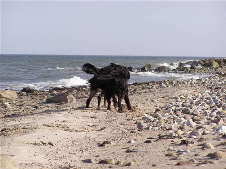 Blanding af racer Ninjo - 230208 billede 13