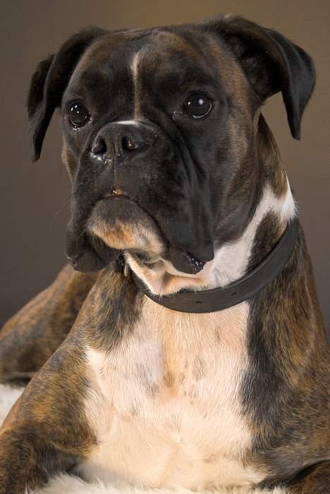 Boxer Equitta billede 12