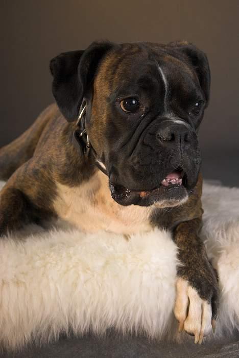 Boxer Equitta billede 13