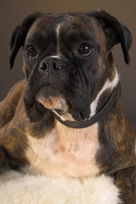 Boxer Equitta billede 14