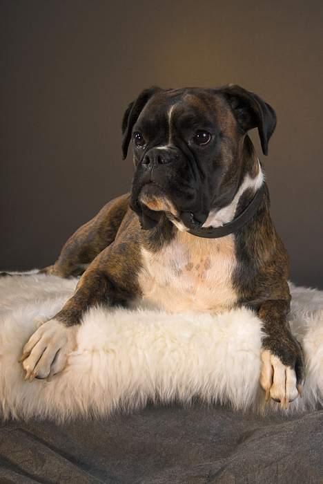 Boxer Equitta billede 15