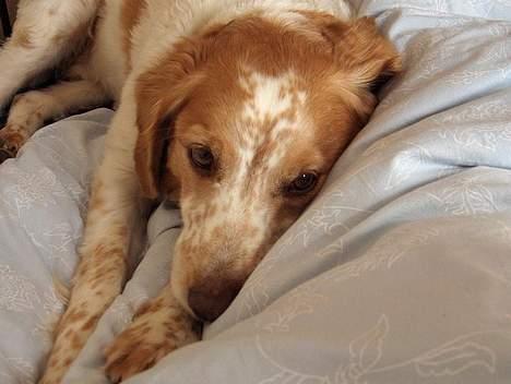 Breton Mikki - Han er så smuk og dejligt ;P billede 1