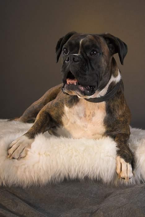 Boxer Equitta billede 16