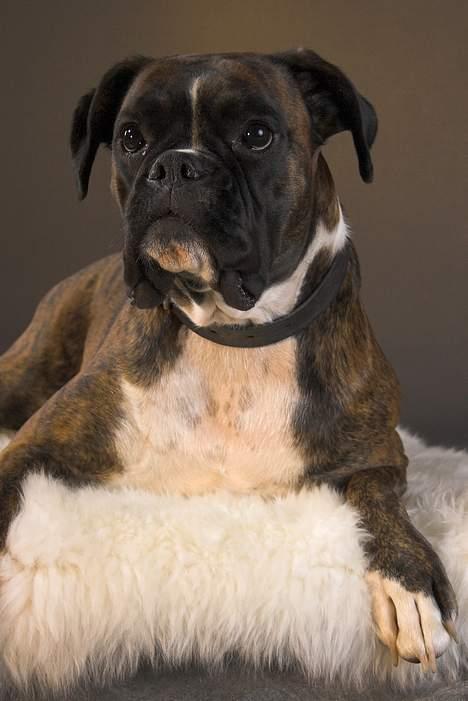 Boxer Equitta billede 17