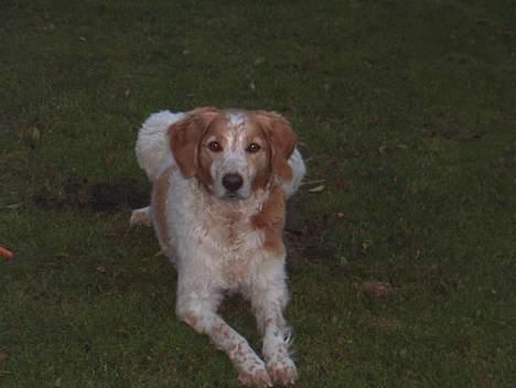 Breton Mikki - flot er han :) billede 2