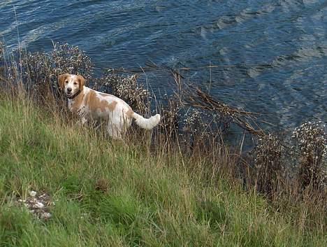 Breton Mikki - Så er vi på tur ;) billede 3