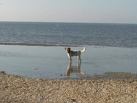 Breton Mikki - Vand er dejligt, men kun om sommeren..  billede 4