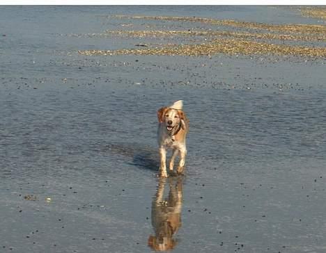 Breton Mikki - jah billede 5