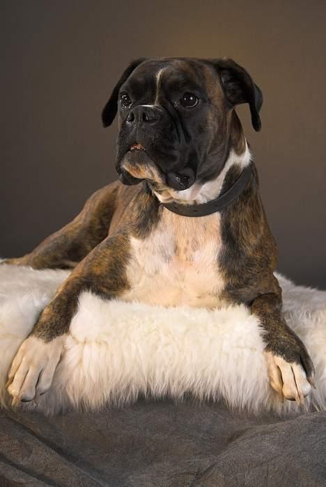 Boxer Equitta billede 18