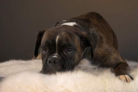 Boxer Equitta billede 19