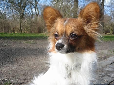 Papillon Gizmo - Gizmo i Søndermarken og nyde det dejlige vejr billede 1