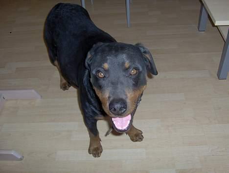 Rottweiler bella billede 6