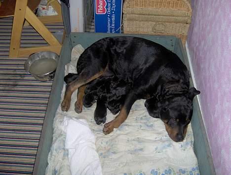 Rottweiler bella - jeg passer mine børn billede 7