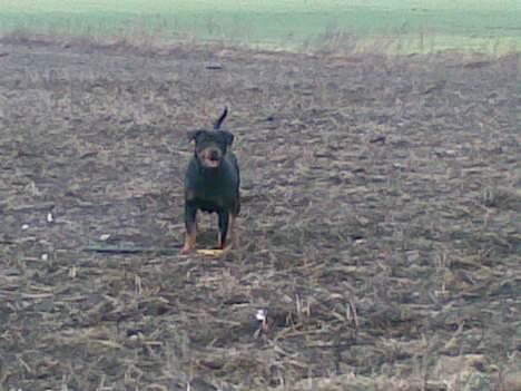 Rottweiler bella - lidt motion i marken billede 8