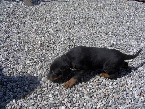 Rottweiler bella - en af hvalpene  billede 9