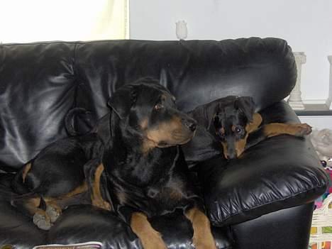 Rottweiler bella billede 10