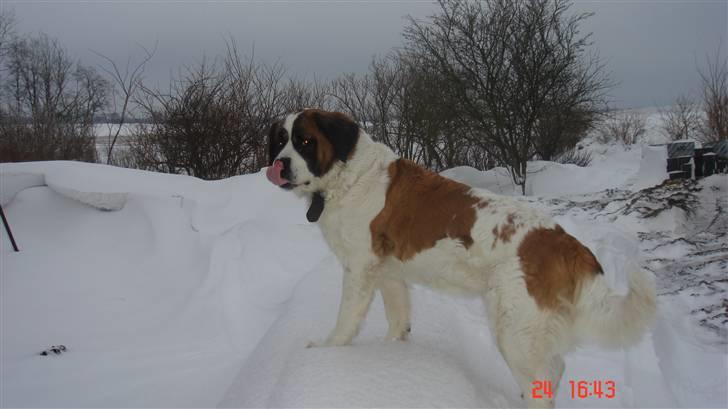 Sankt bernhardshund Daisy billede 14